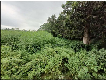 VACANT LAND for sale in CHAMPAPUKUR , BASIRHAT NORTH 24 PGS 743291 Basirhat — photo 3