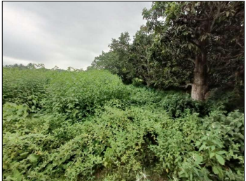 VACANT LAND for sale in CHAMPAPUKUR , BASIRHAT NORTH 24 PGS 743291 Basirhat — photo 5