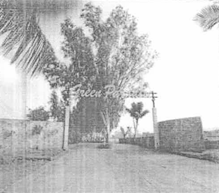 264.26 square meter Bungalow for sale in Jalalpore