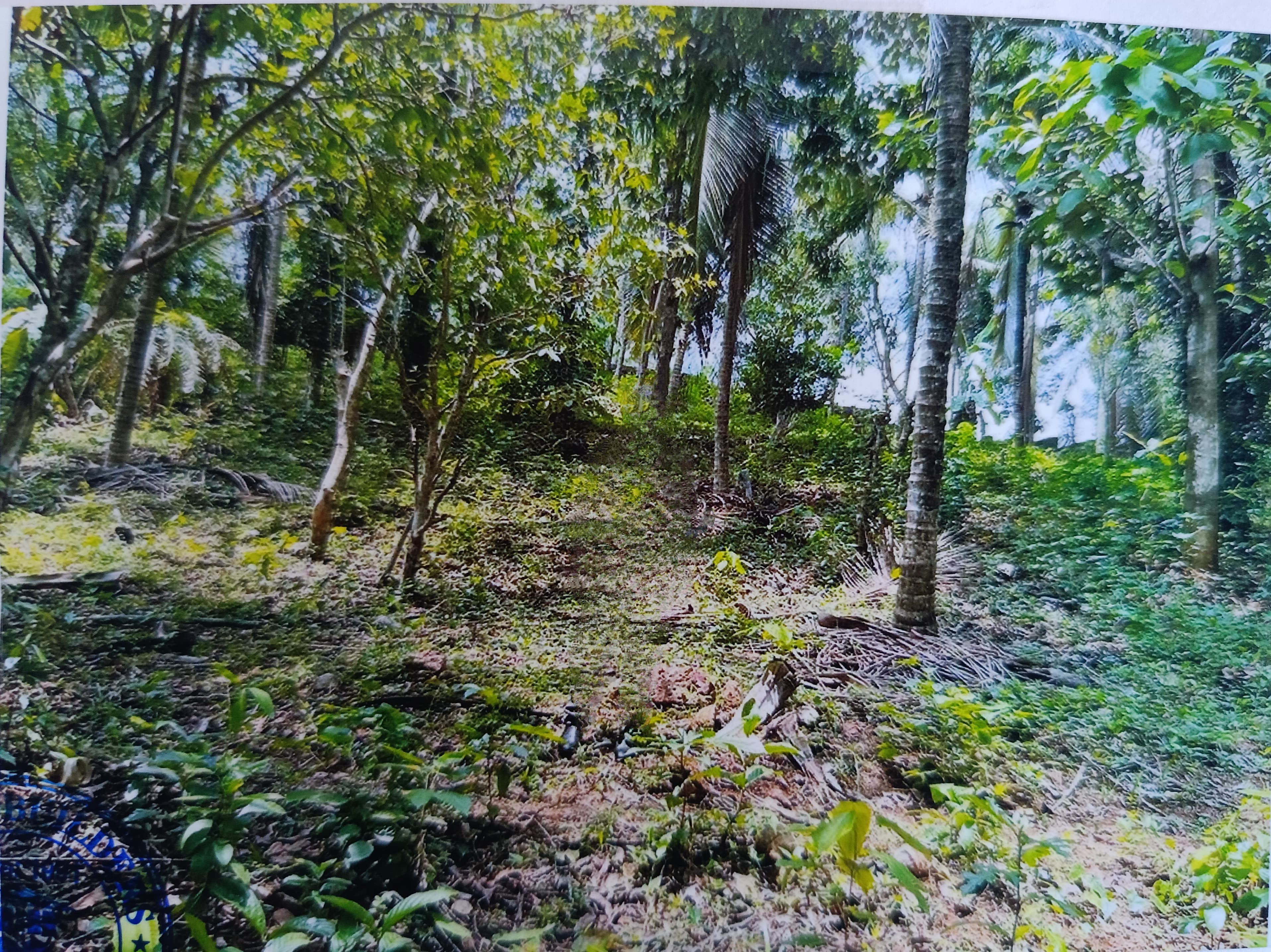 Plot for sale in Pariyaram