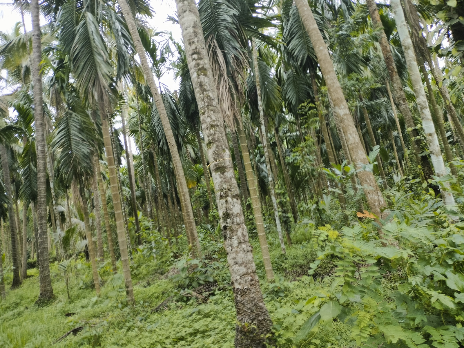 Plot for sale in Koyilandi — photo 1