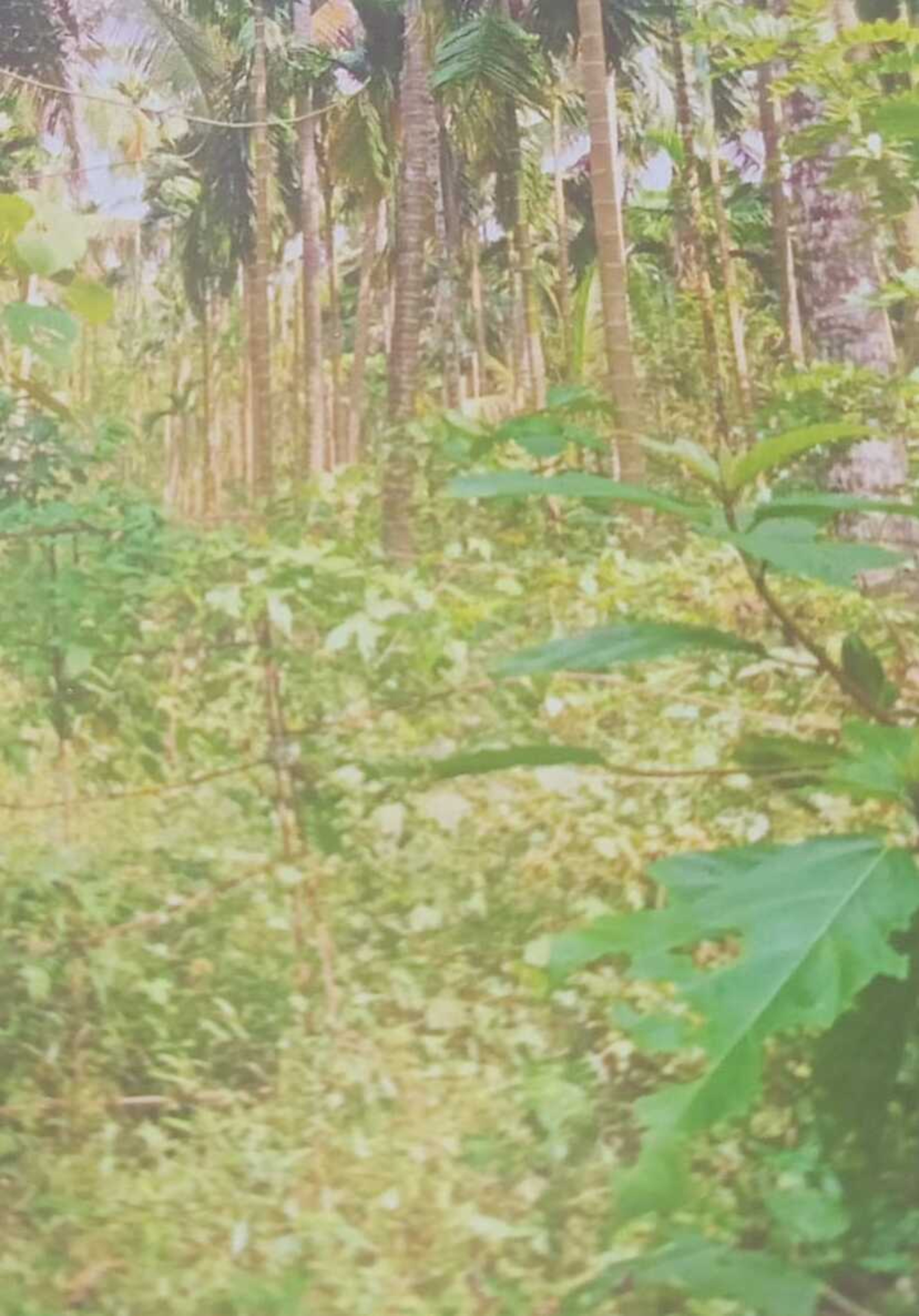 Plot for sale in Koyilandi — photo 3