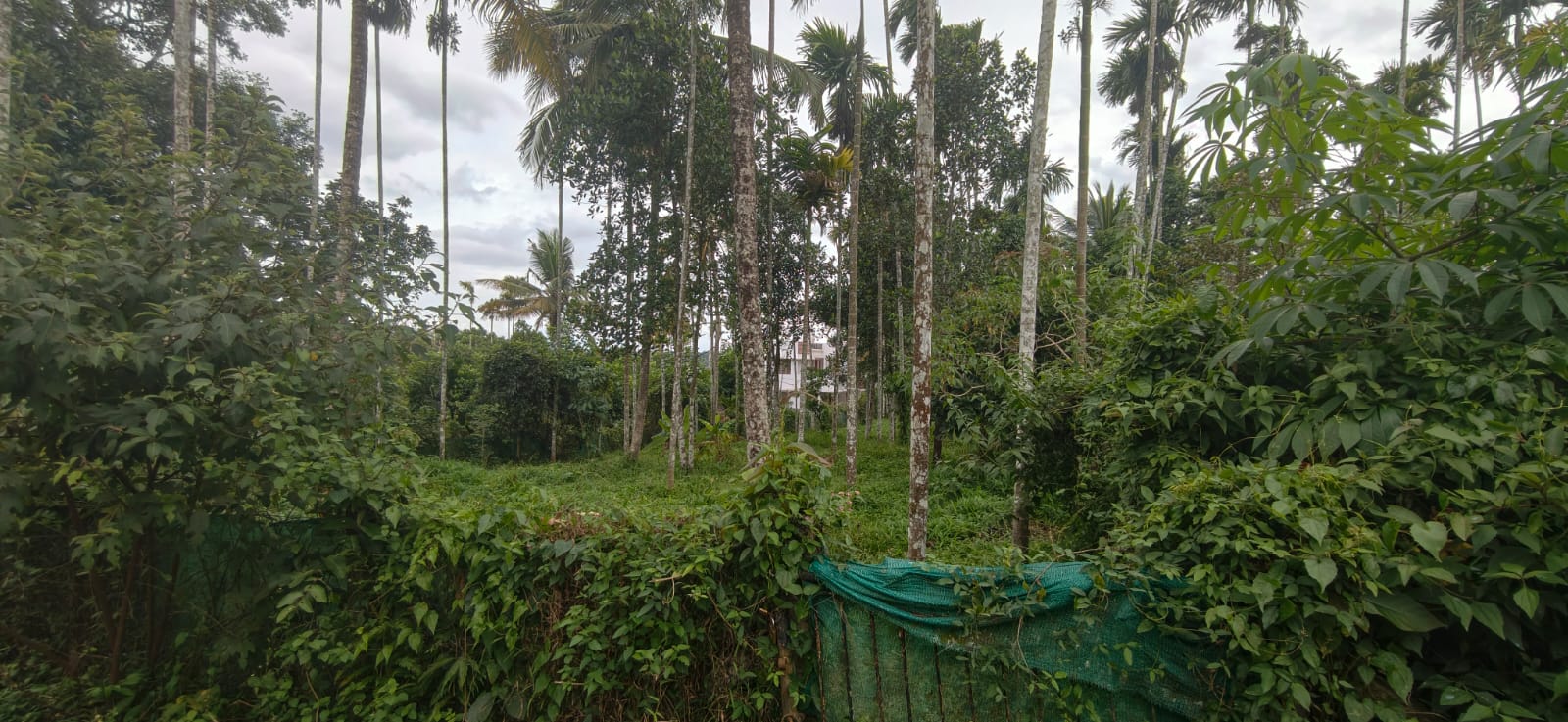 Plot for sale in Sulthan Bathery — photo 3