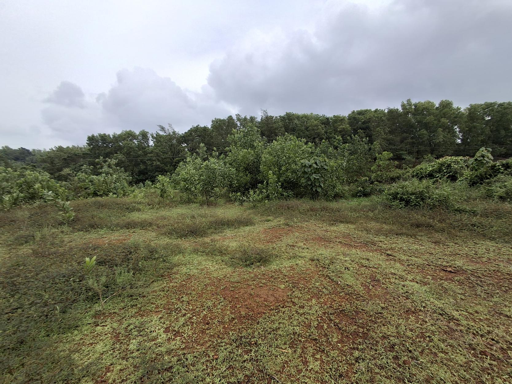 Plot for sale in THENKAYEDAPADAVU VILLAGE, SHIBRIKERE POST Ganjimutt — photo 1