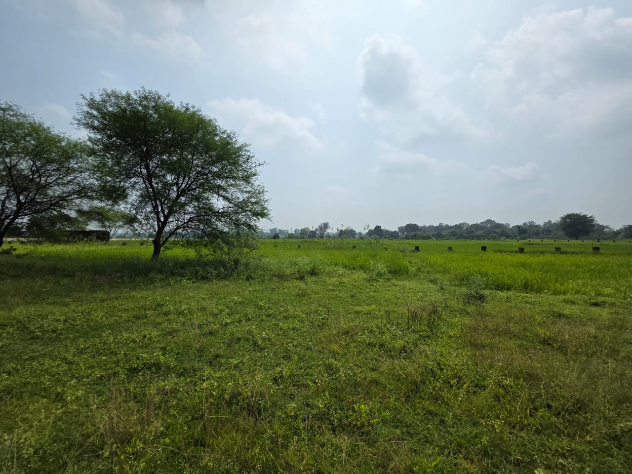 Diverted Land and Building for sale in Pathalgaon Pathalgaon — photo 7