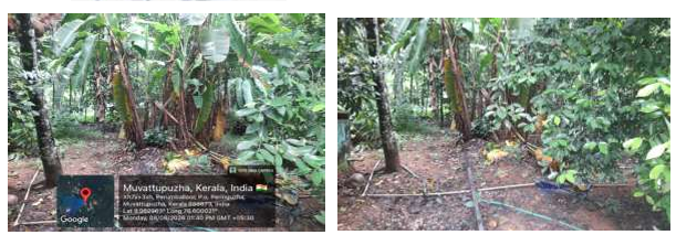 Plot for sale in MUVATTUPUZHA Muvattupuzha