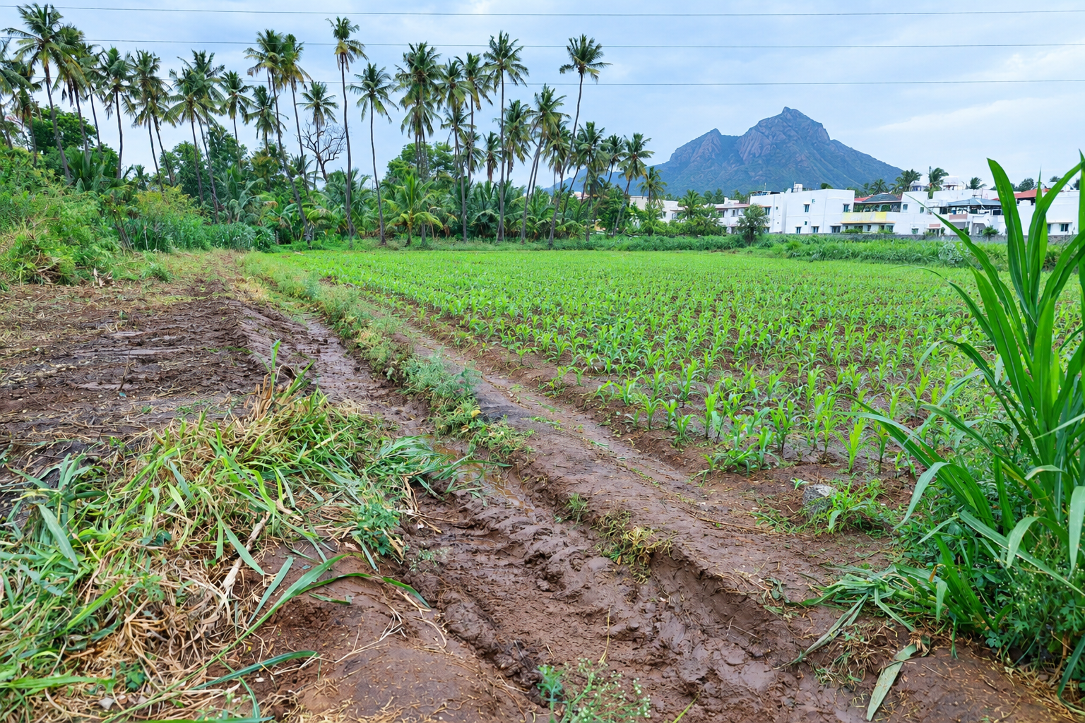 5880.6 square feet Plot for sale in THUDIYALUR Coimbatore — photo 3