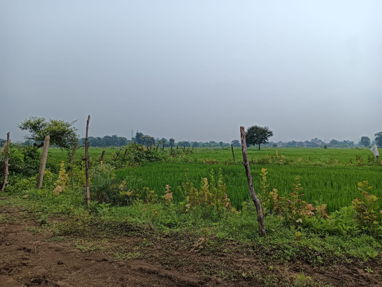 6000 square feet Plot for sale in bhilai Bhilai